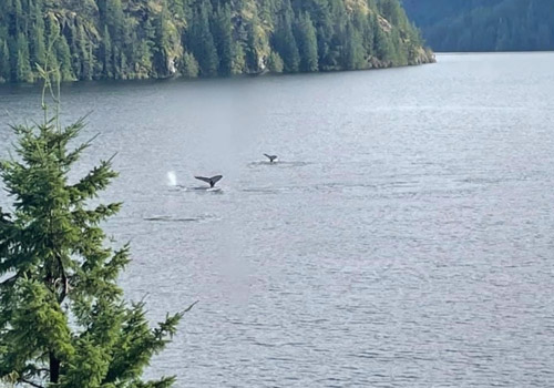 A tasty home-cooked meal at our Vancouver Island fishing Lodge.